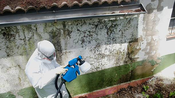 Trusted Mold Remediation service in Point Pleasant, NJ - Cheap Mold Removal